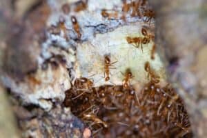 photo d'un nid de fourmis pharaons