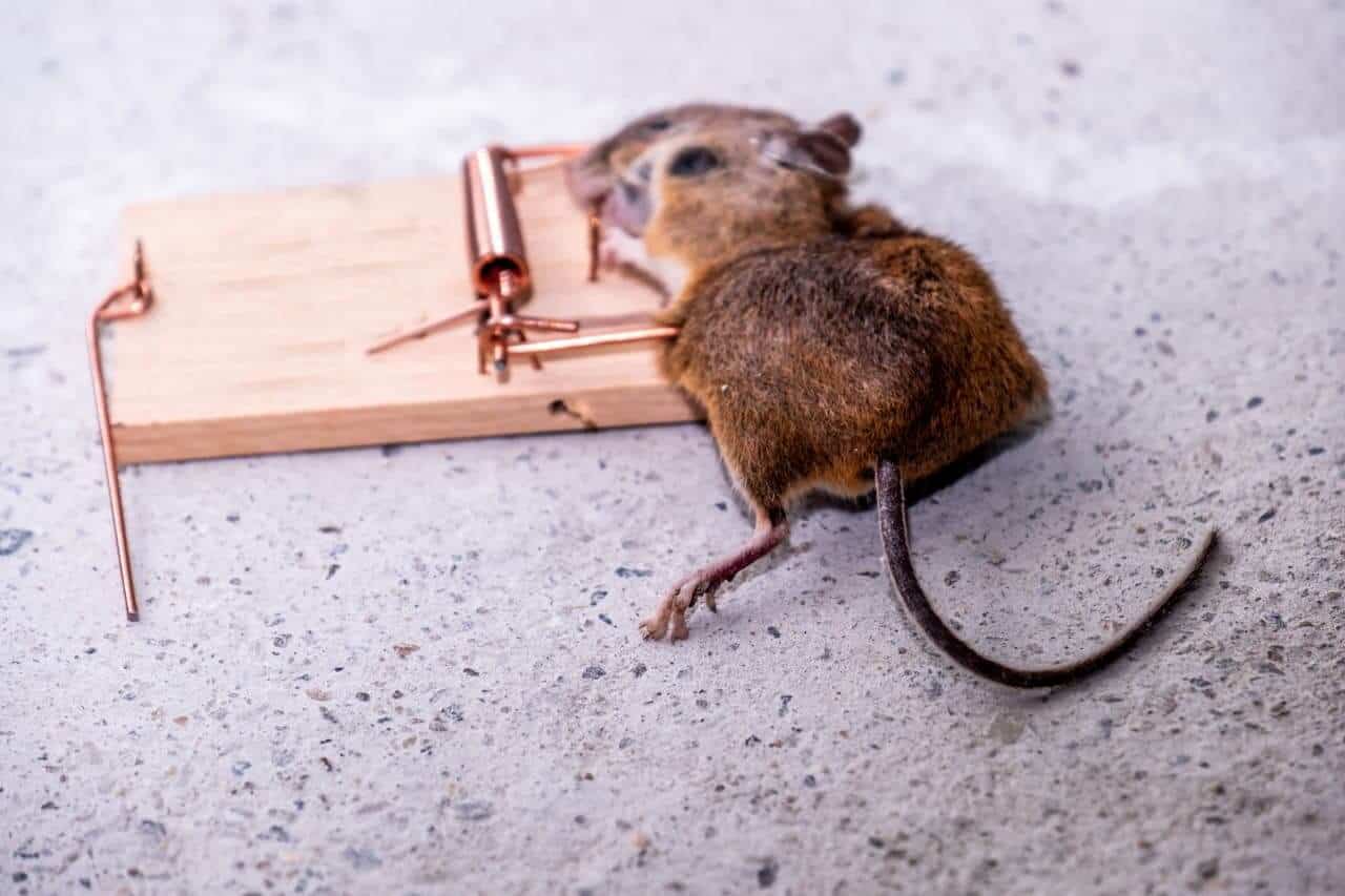 photo d'un rat piégé