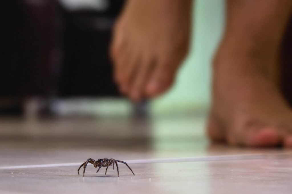 araignée marchant sur le sol