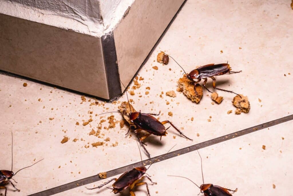 photo de blattes mangeant sur le sol