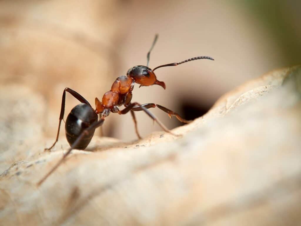 photo d'une fourmi