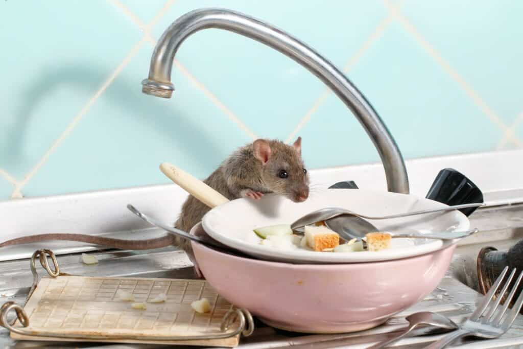photo d'une souris dans un bol