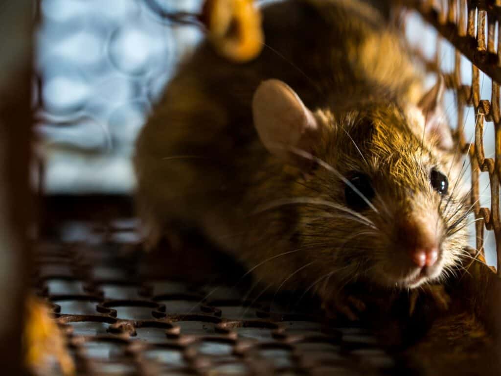 photo d'un rat dans une cage