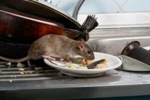photo d'un rat sur la vaisselle