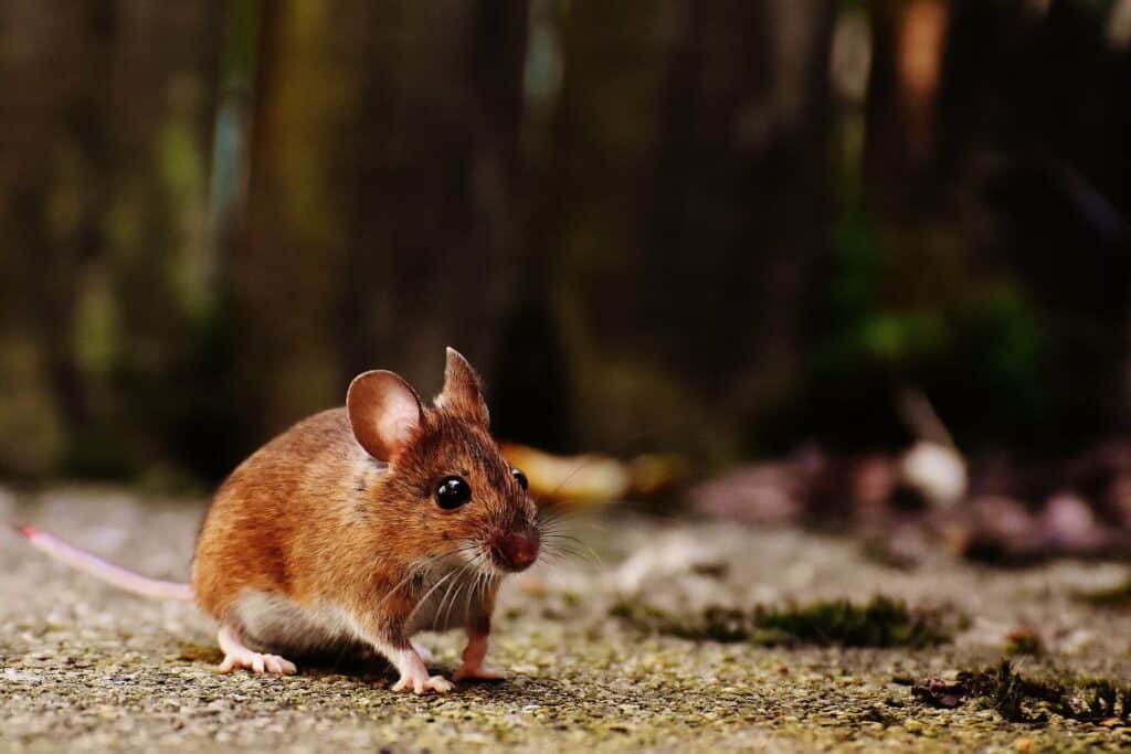 photo d'une petite souris