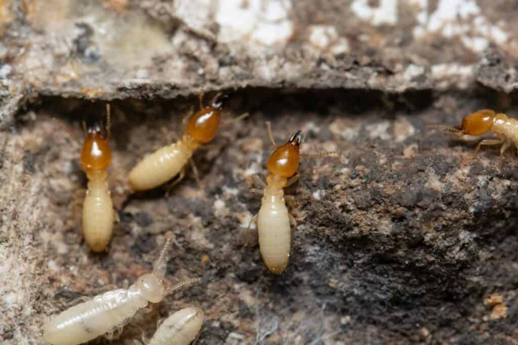 termites dans du bois