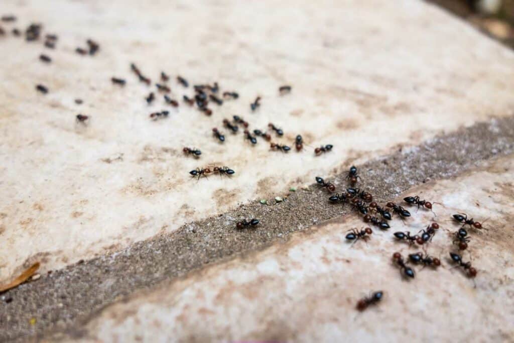 fourmis des pavés
