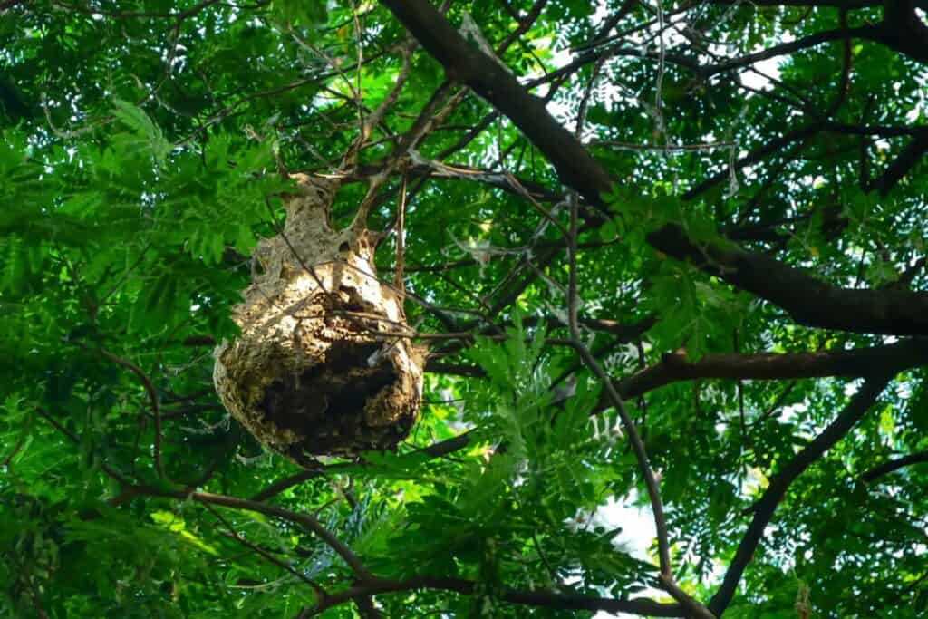 photo d'un nid de frelons