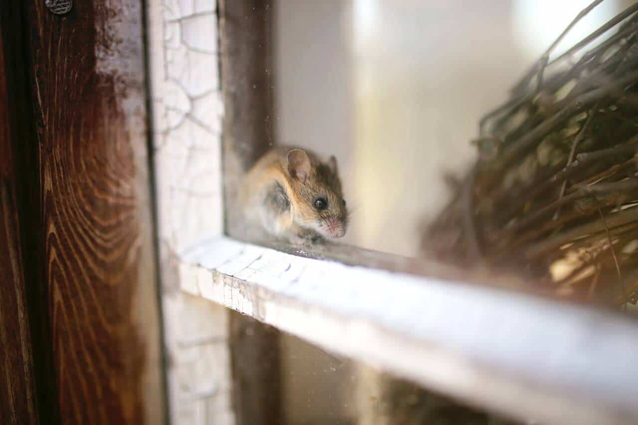 souris sur un bordure de fenêtres