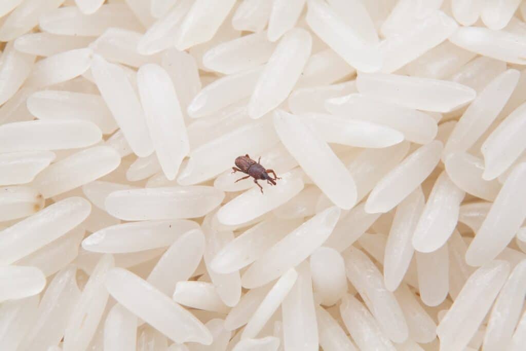Charançon dans des grains de riz.