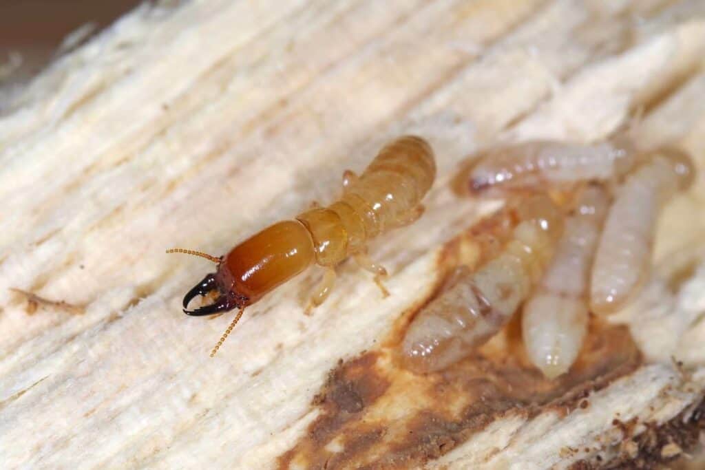 Termites dans du bois.